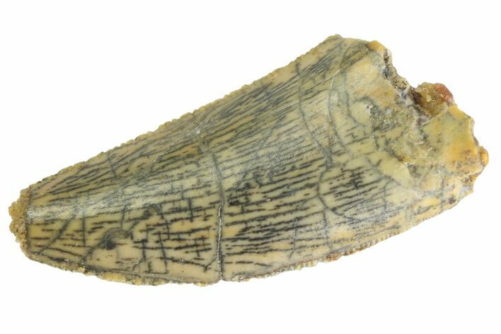 Serrated, Raptor Tooth - Real Dinosaur Tooth #333307